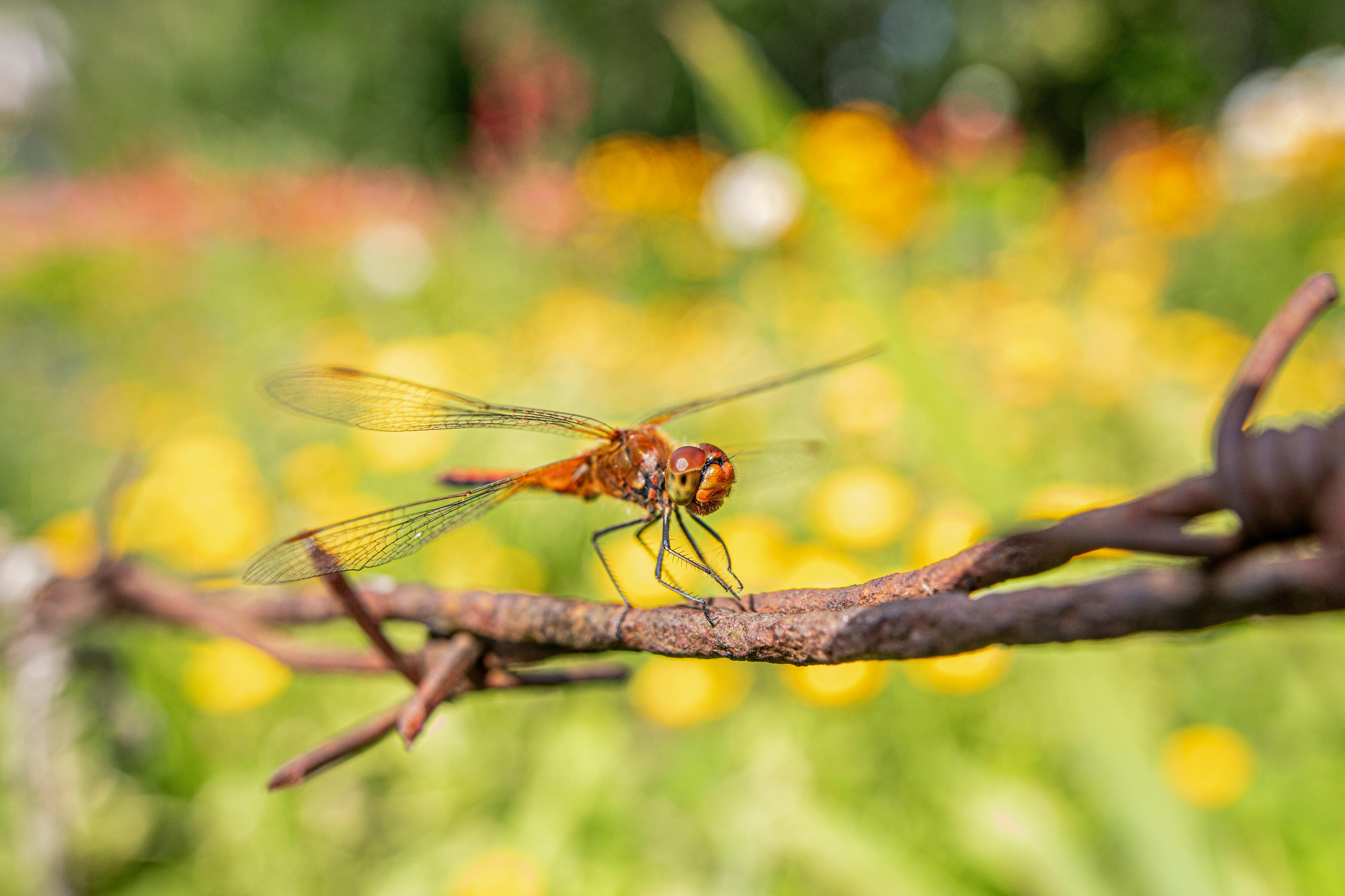 a dragonfly sits on a barbed wire fence