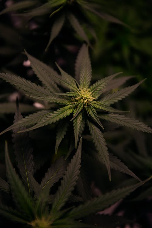 마리화나, 실내 화초, 약용 식물의 무료 스톡 사진