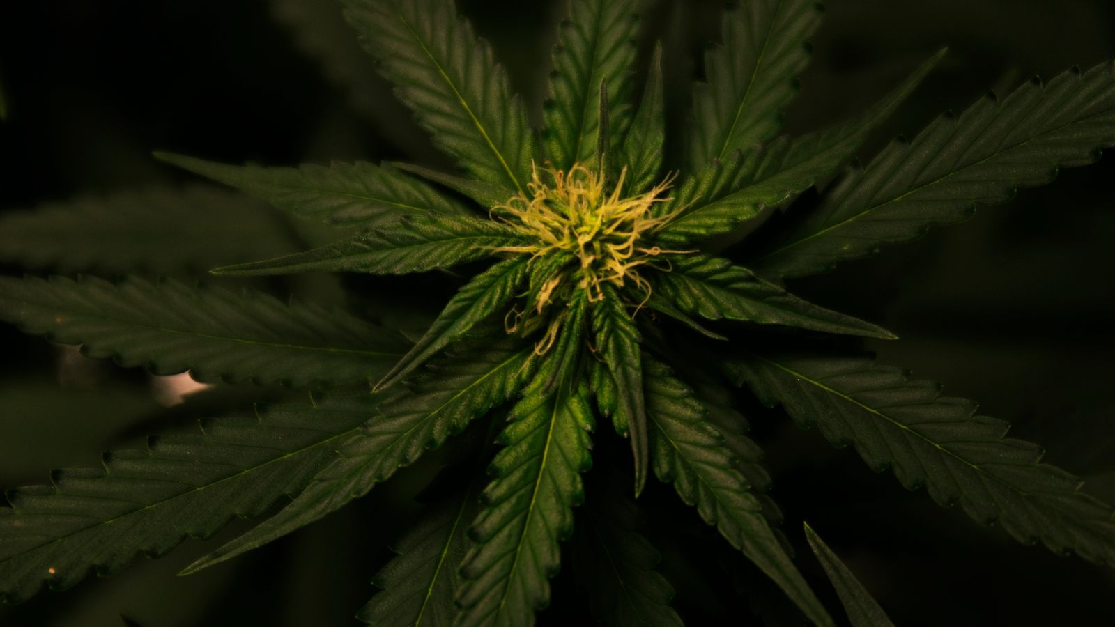 Detailed view of a cannabis plant with vibrant green foliage and intricate leaf patterns.