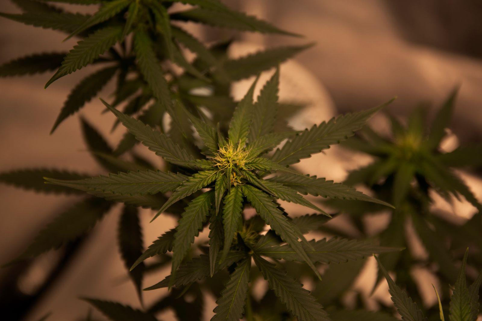 Gesunde Cannabispflanze als Kontrast zu Schimmel Befall mit dichten Blueten und klarem Wachstum