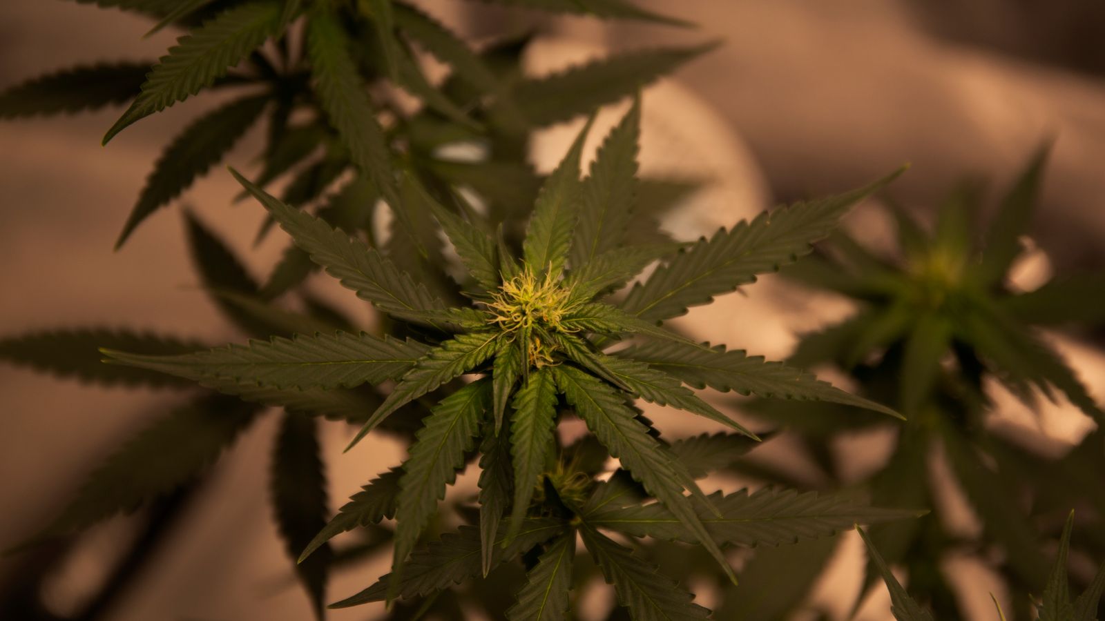 Detailed view of a cannabis plant with dark green foliage, highlighting natural textures and growth.