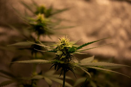 마리화나, 실내 화초, 약용 식물의 무료 스톡 사진