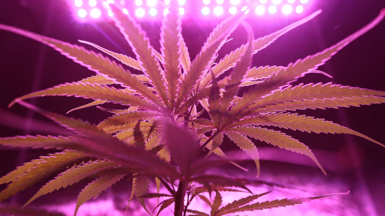 Cannabis grow room illuminated under LED lighting