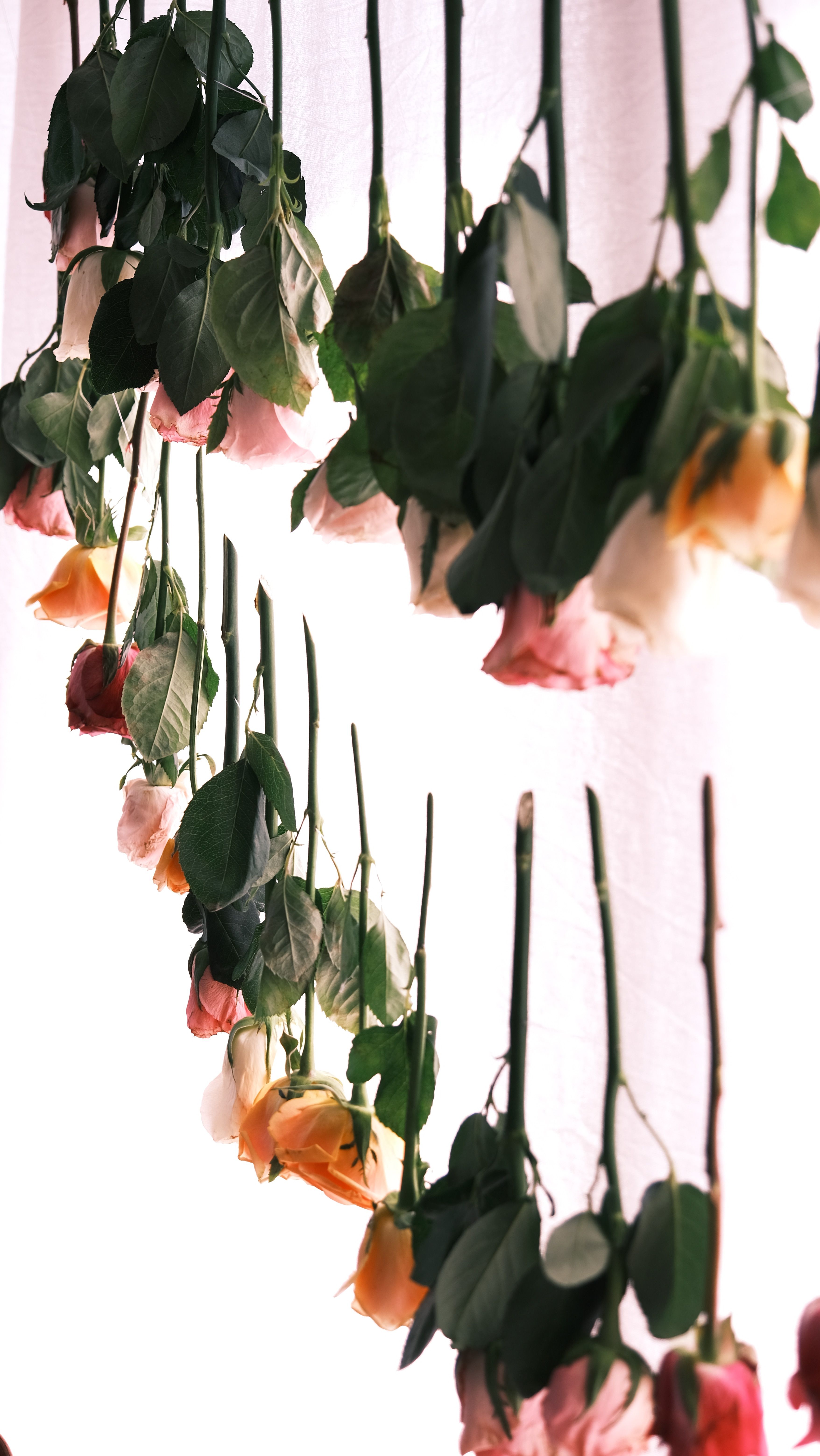 A bunch of roses hanging from a string · Free Stock Photo