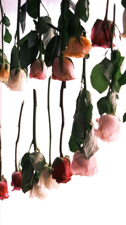 Free Colorful dried roses hanging upside down against a bright background, capturing a romantic vibe. Stock Photo
