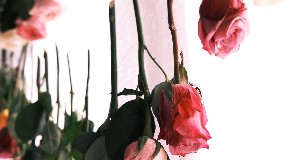 Upside Down Photo of Roses · Free Stock Photo