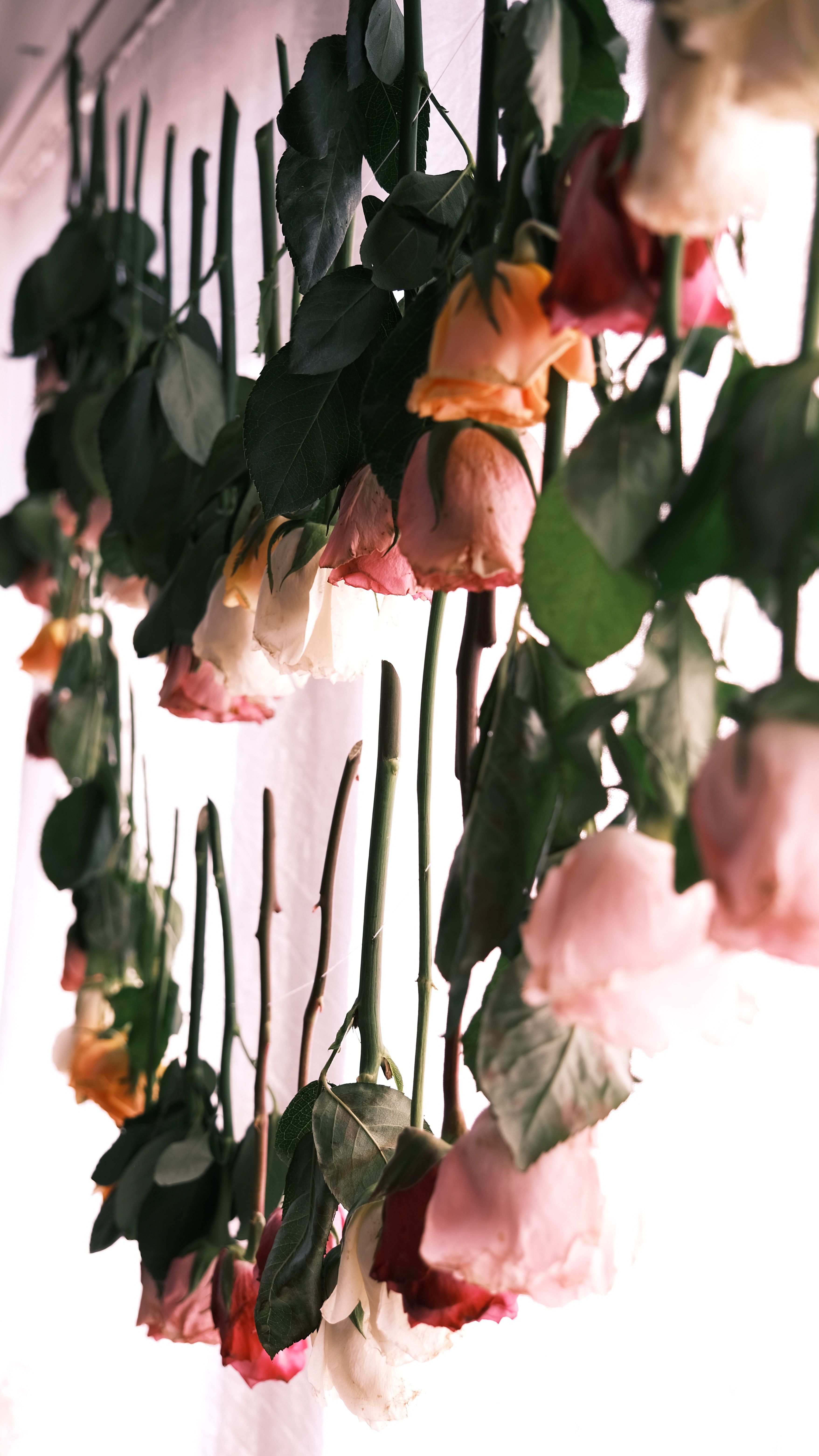 Green-leafed Plant With Pink Flowers · Free Stock Photo