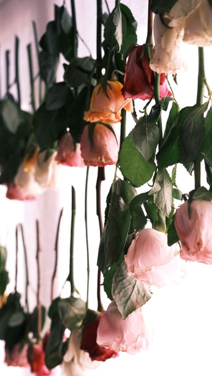 A bunch of roses hanging from a string · Free Stock Photo