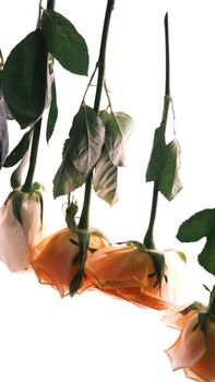 Artistic view of upside down hanging roses with leaves, emphasizing natural beauty and organic simplicity.