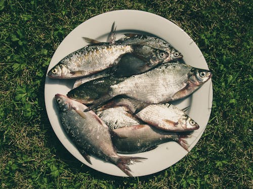 Free stock photo of fish, fishing, food