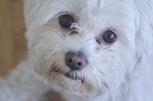 개, 개 눈, 귀여운의 무료 스톡 사진