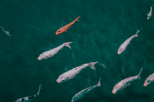 A captivating view of koi fish swimming peacefully underwater, showcasing vibrant orange and white hues.
