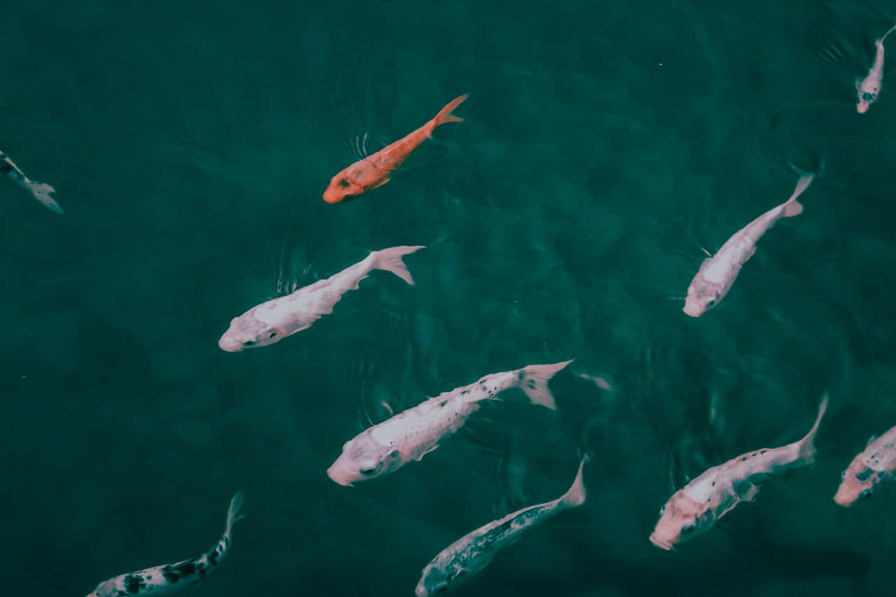 a captivating view of koi fish swimming peacefully underwater showcasi