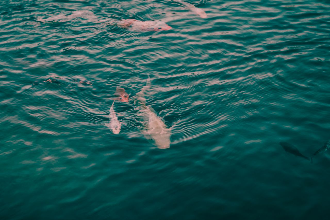 serene image of fish swimming in clear turquoise ocean waters capturin