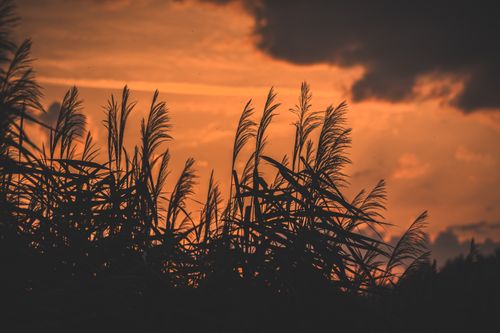 Free Silhouettes of wheat against a dramatic orange sunset sky, capturing rural tranquility. Stock Photo