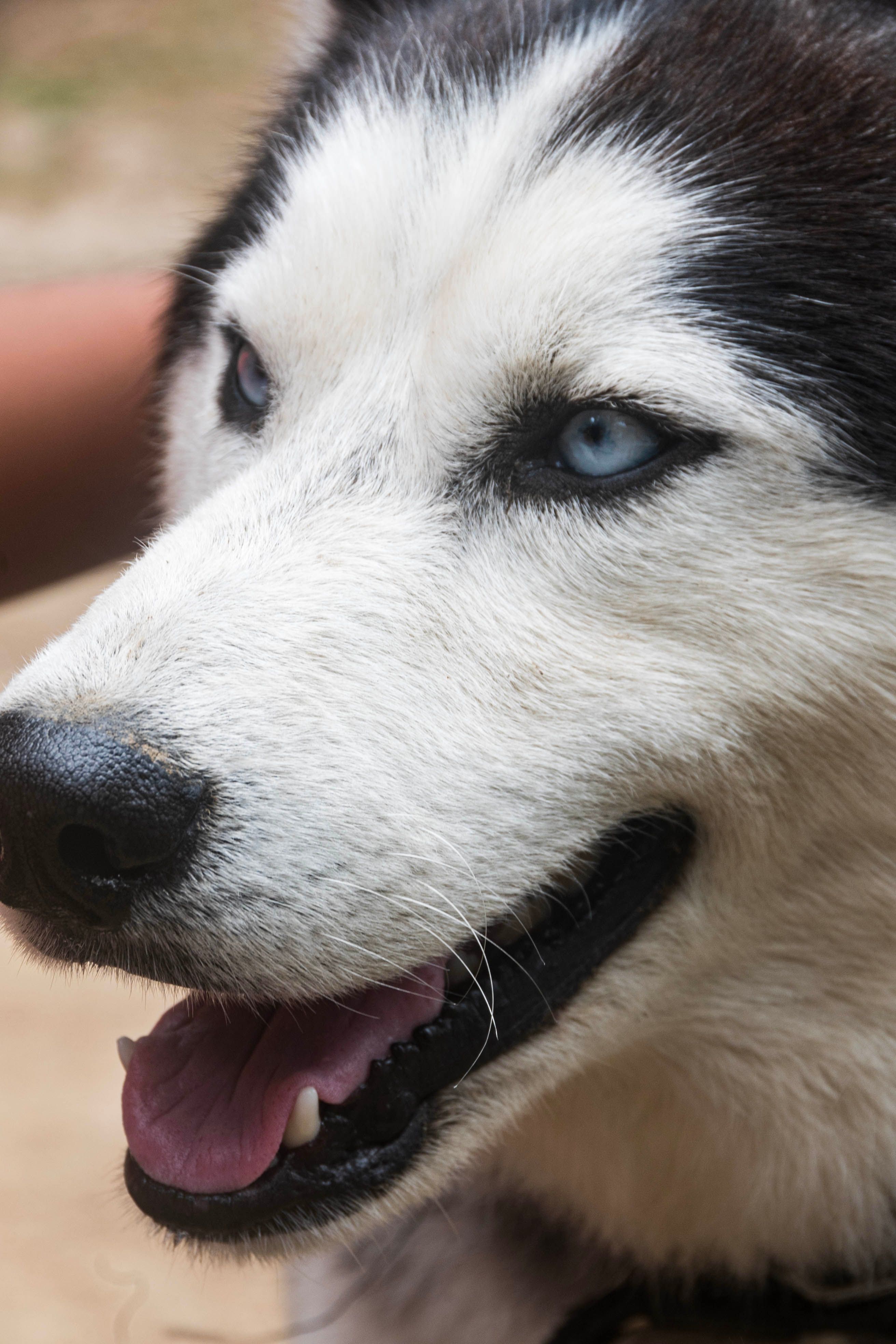 Portrait of a Siberian Husky with striking blue eyes and thick fur.
