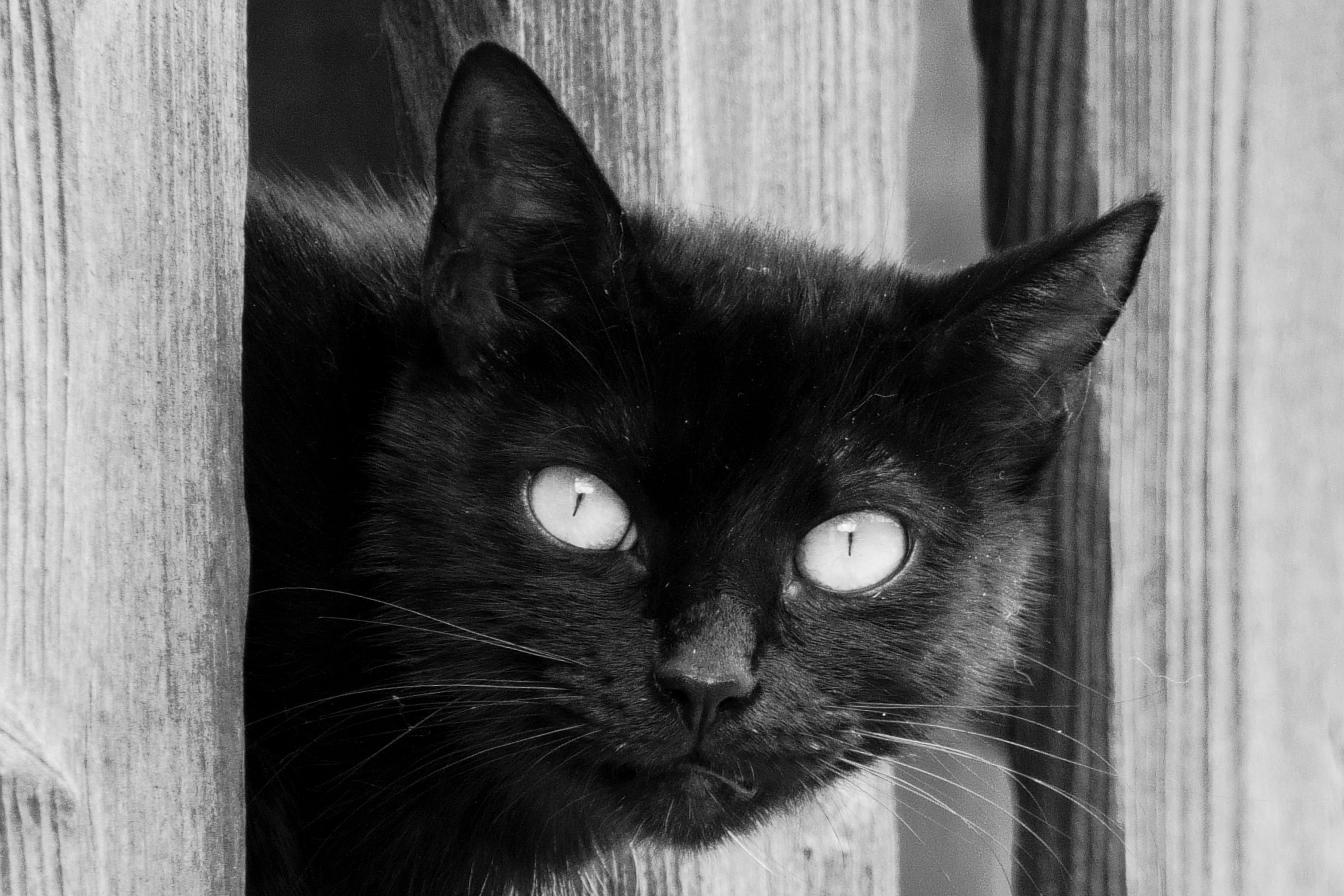 A black cat peeking through a wooden fence