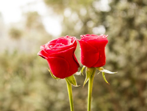 Free stock photo of flower, rose, rose flower