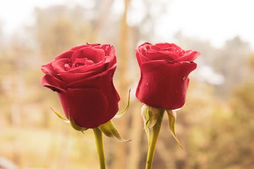 Free stock photo of beautiful, red, roses