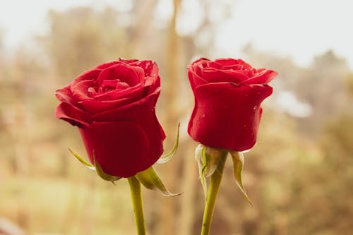 Free stock photo of flowers, roses