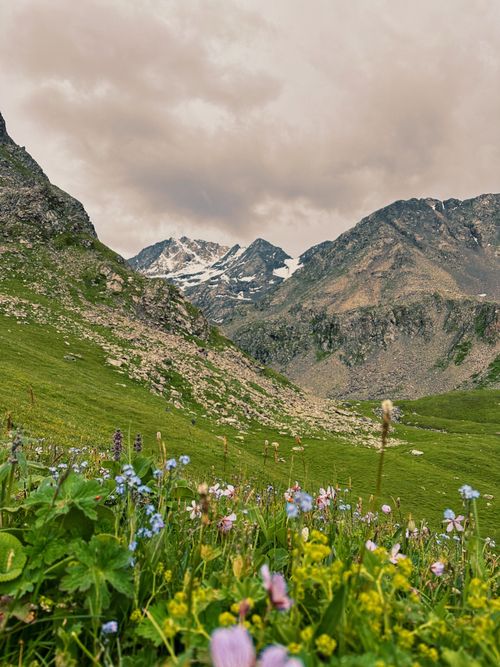 Free Explore the serene beauty of a vibrant alpine meadow framed by majestic, snow-capped mountains. Stock Photo