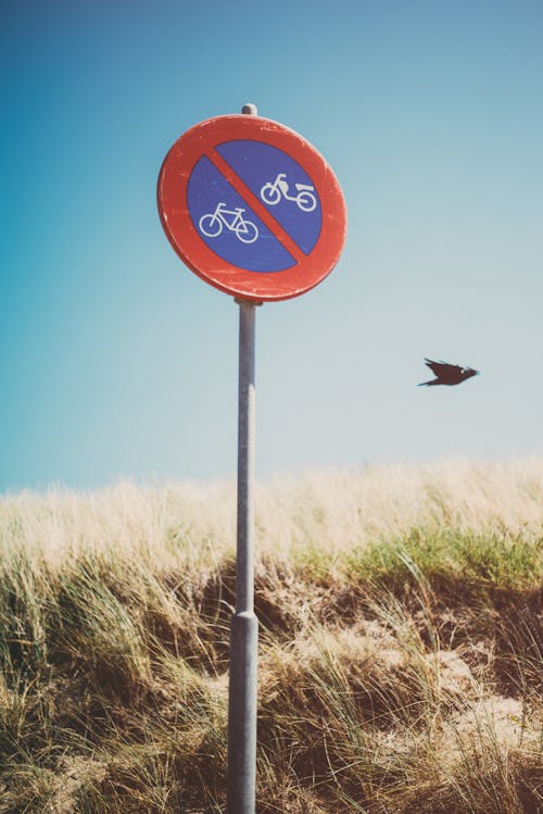 Gratis lagerfoto af blå himmel, fugl, græs