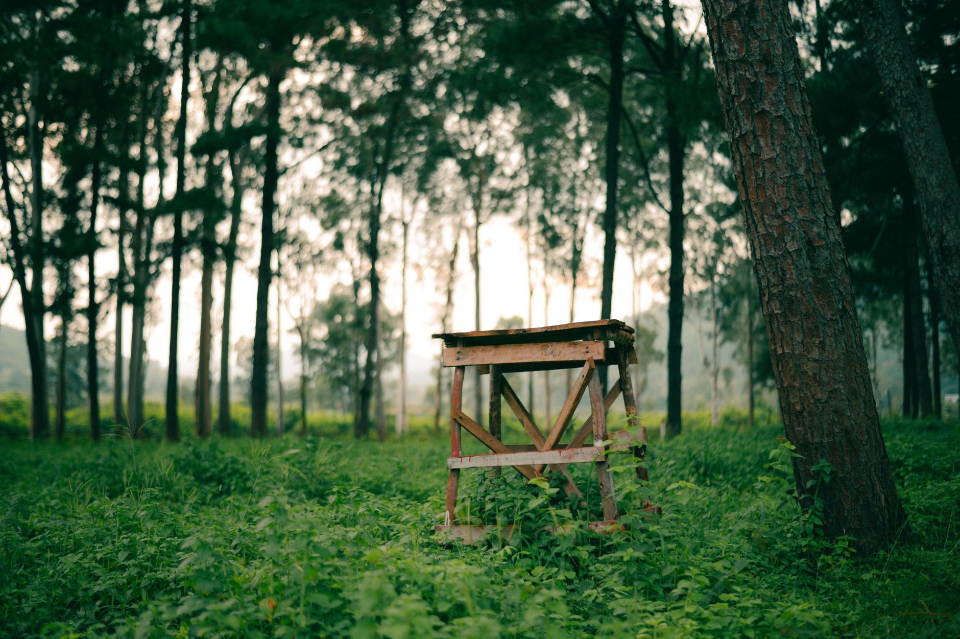 FIGS Platform Revolutionizes Forest Governance in Tripura