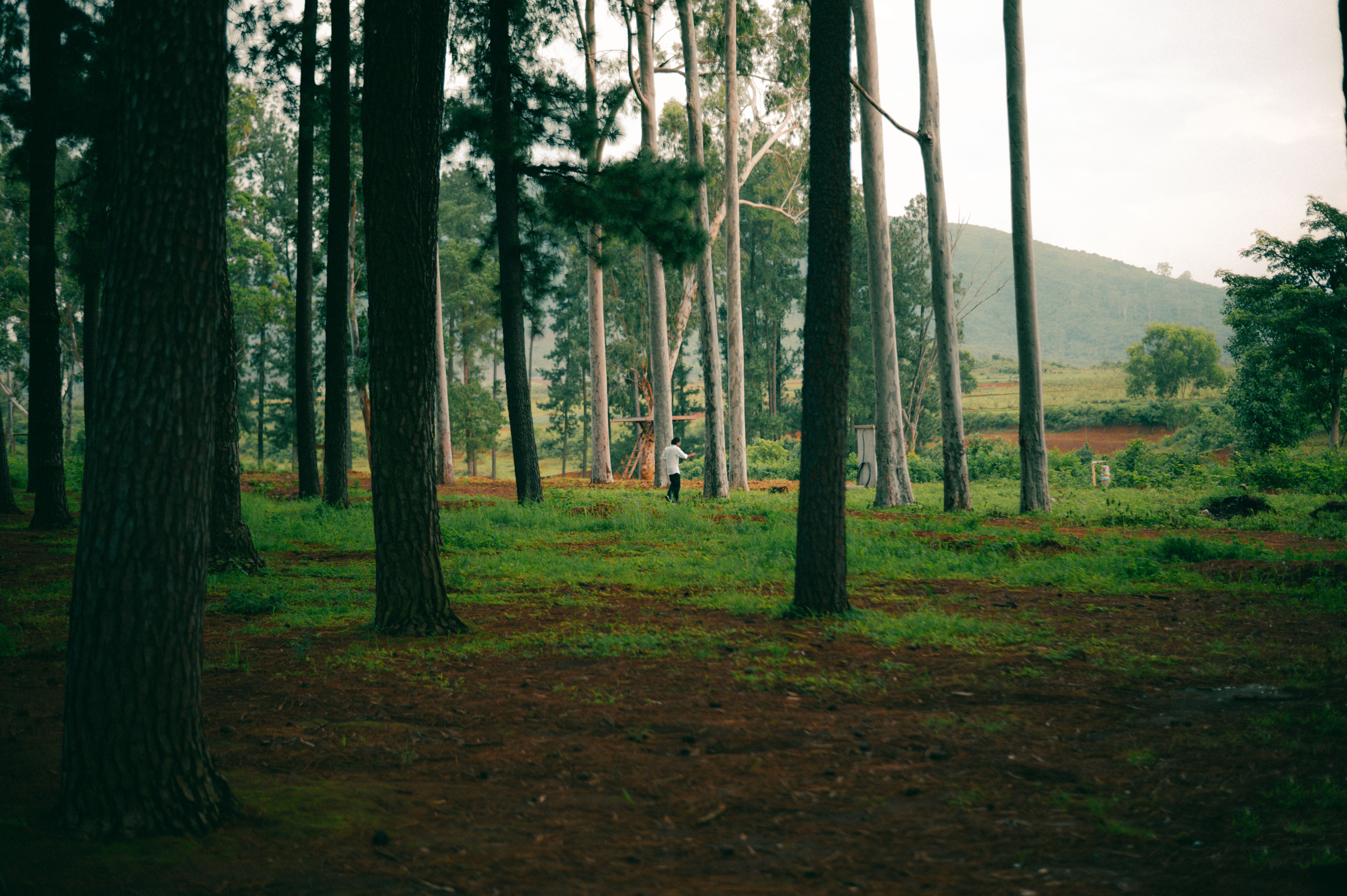 wangari maathai environment
