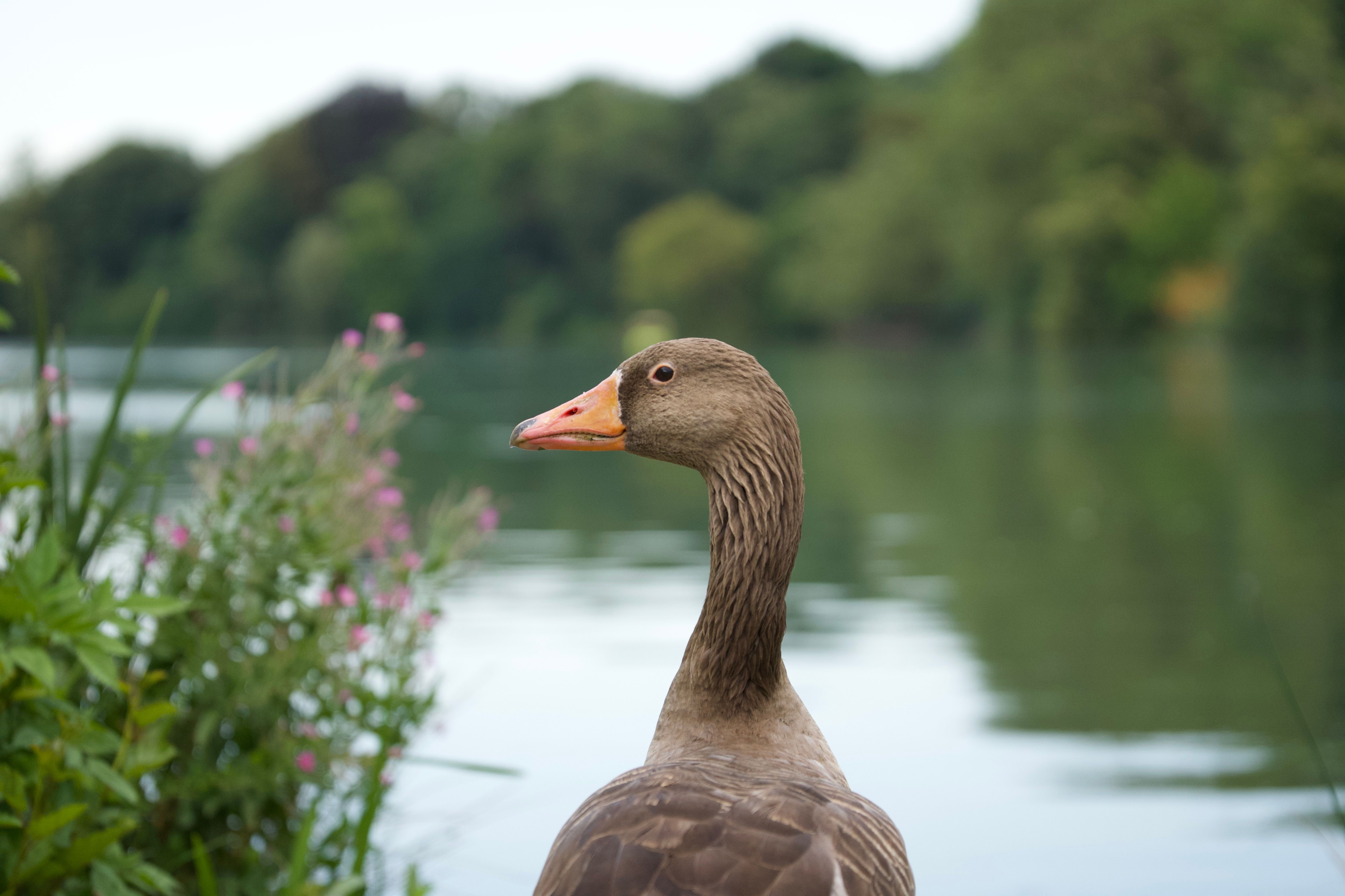 A duck standing in front of a lake · Free Stock Photo