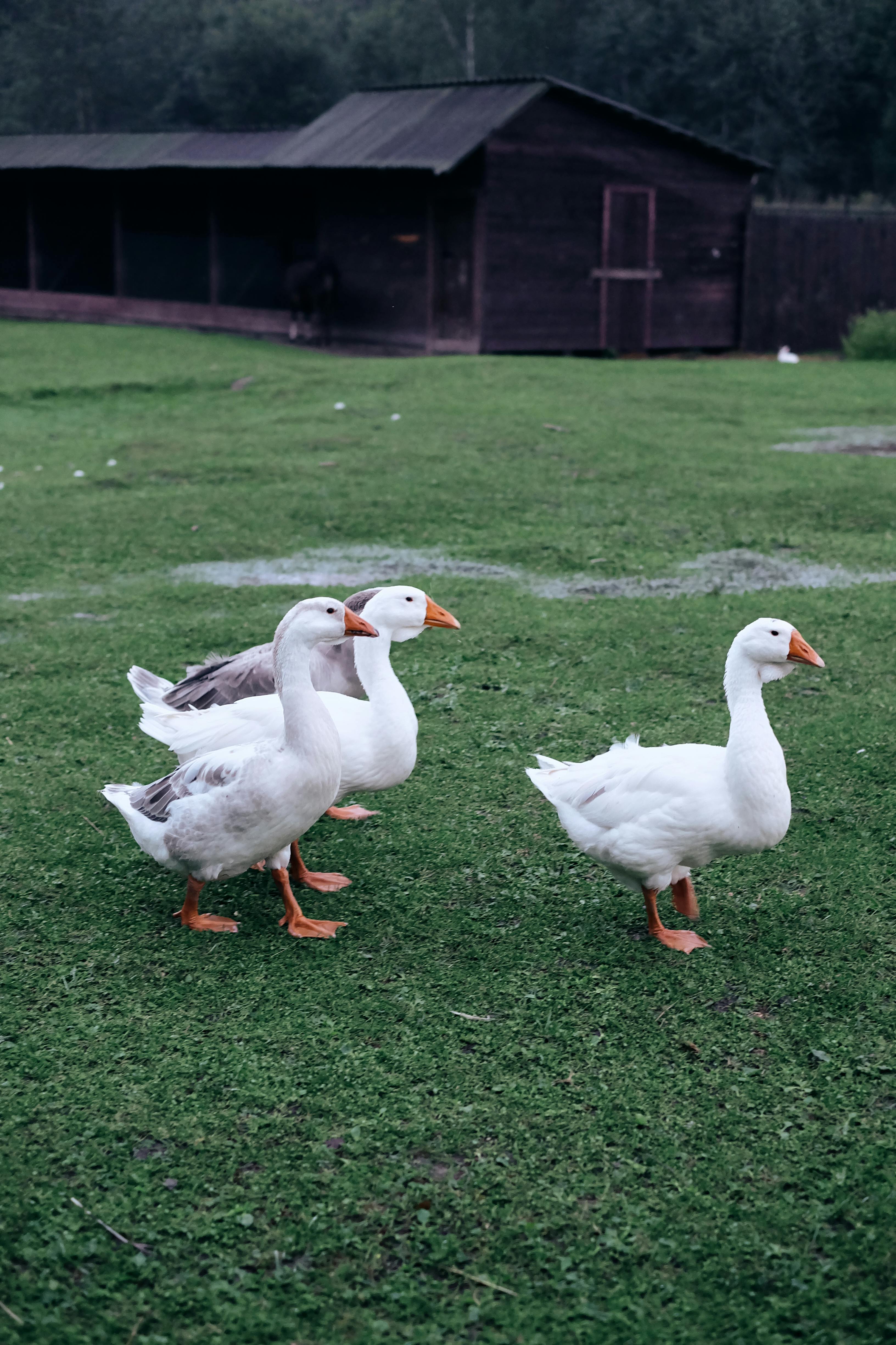 A trio of geese walking on green grass near a rustic barn, capturing rural life.