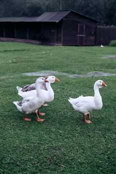 A trio of geese walking on green grass near a rustic barn, capturing rural life.