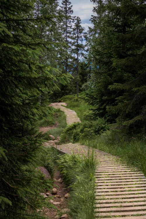 Free Peaceful hiking trail through lush green forest with wooden planks. Stock Photo