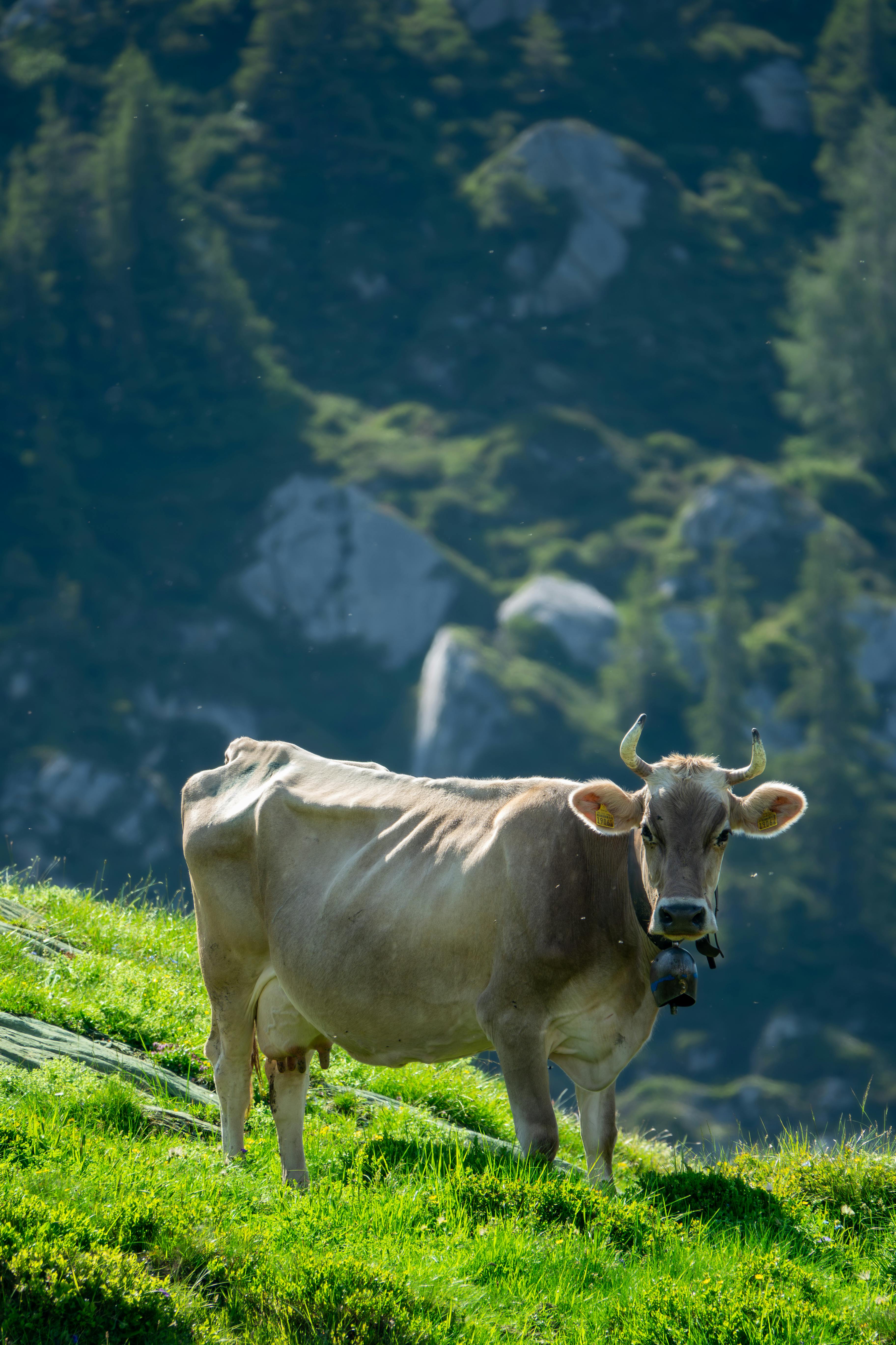 grátis Foto profissional grátis de agricultura, Alpes, Alpes Suíços Foto profissional