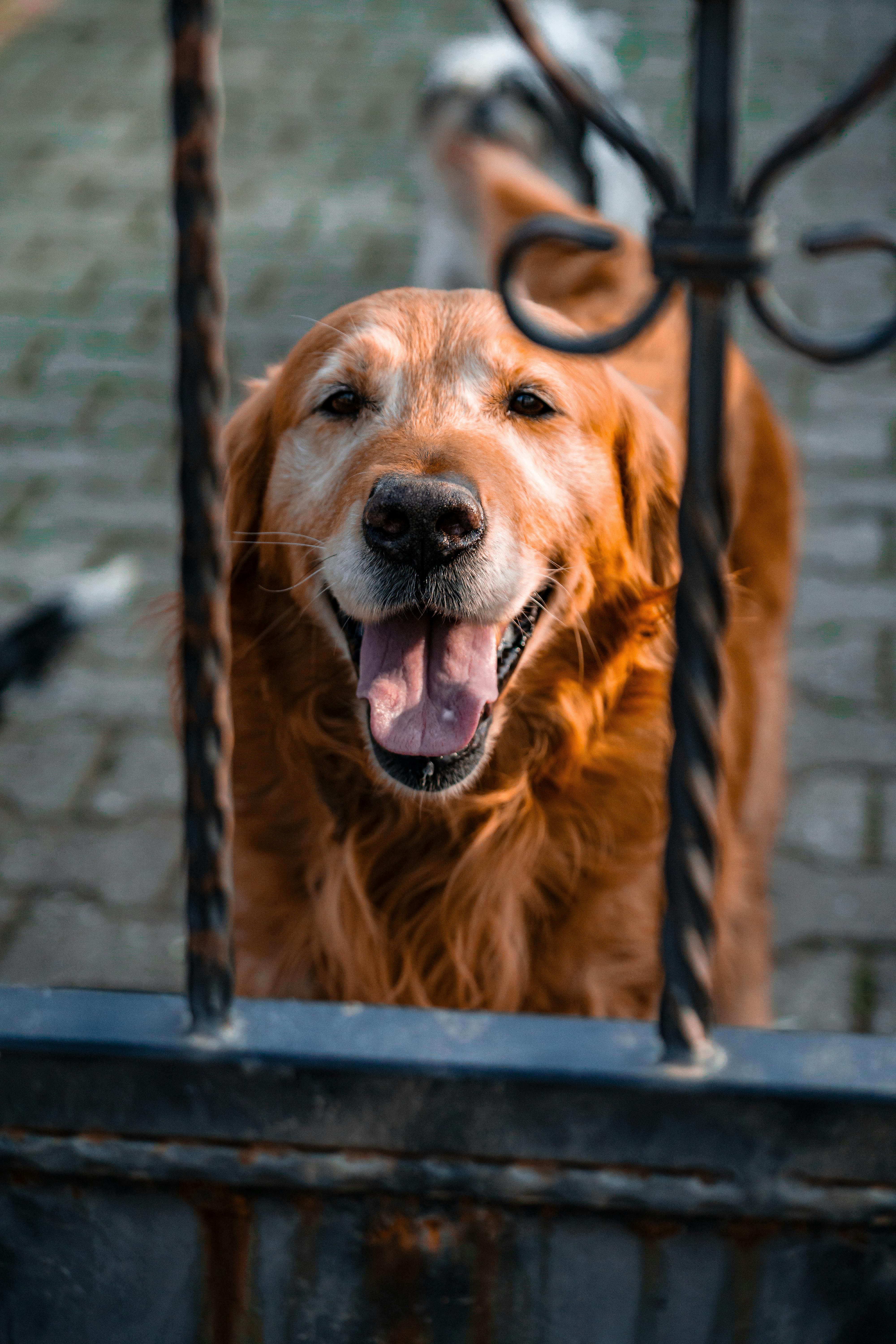 A golden retriever is looking through a gate