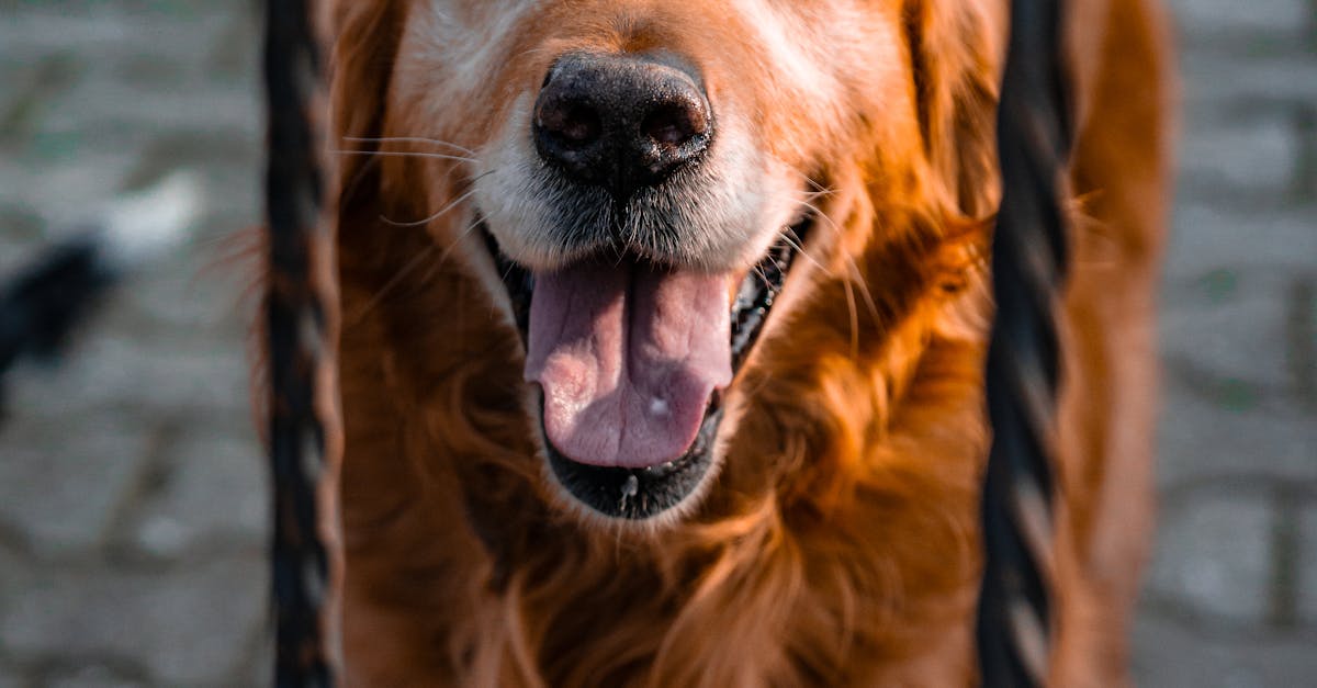 A golden retriever is looking through a gate