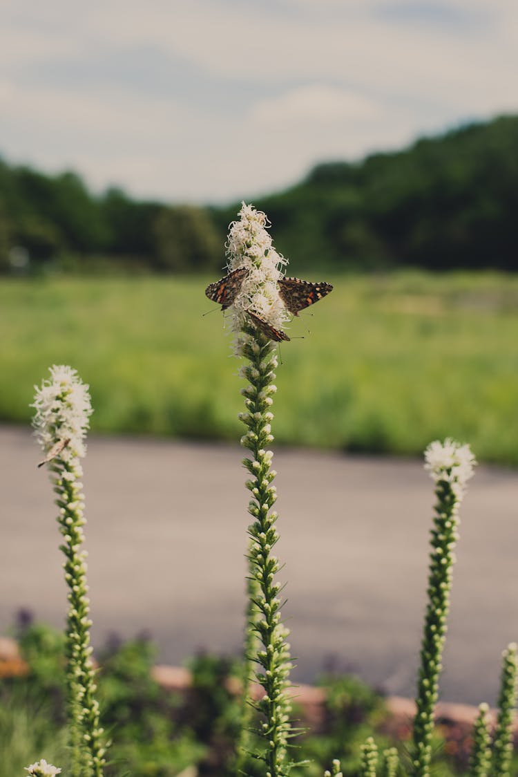 White Petaled Flowers With Butterflies