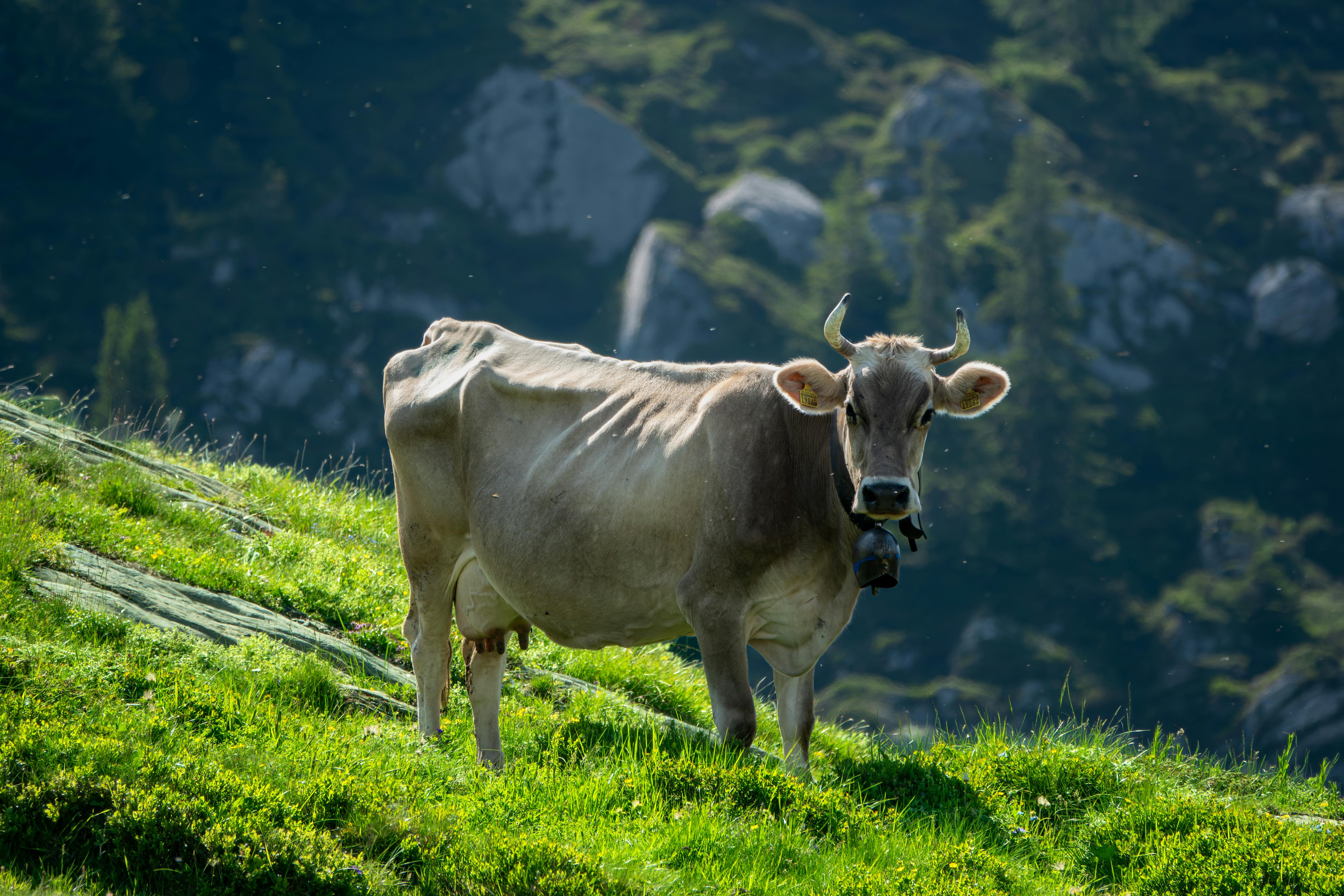 Gratuit Photos gratuites de agriculture, alpes suisses, animal Photos