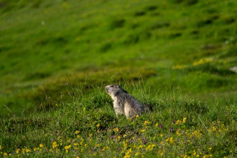 Marmot standing in grass — photo by Jan Moser on Pexels
