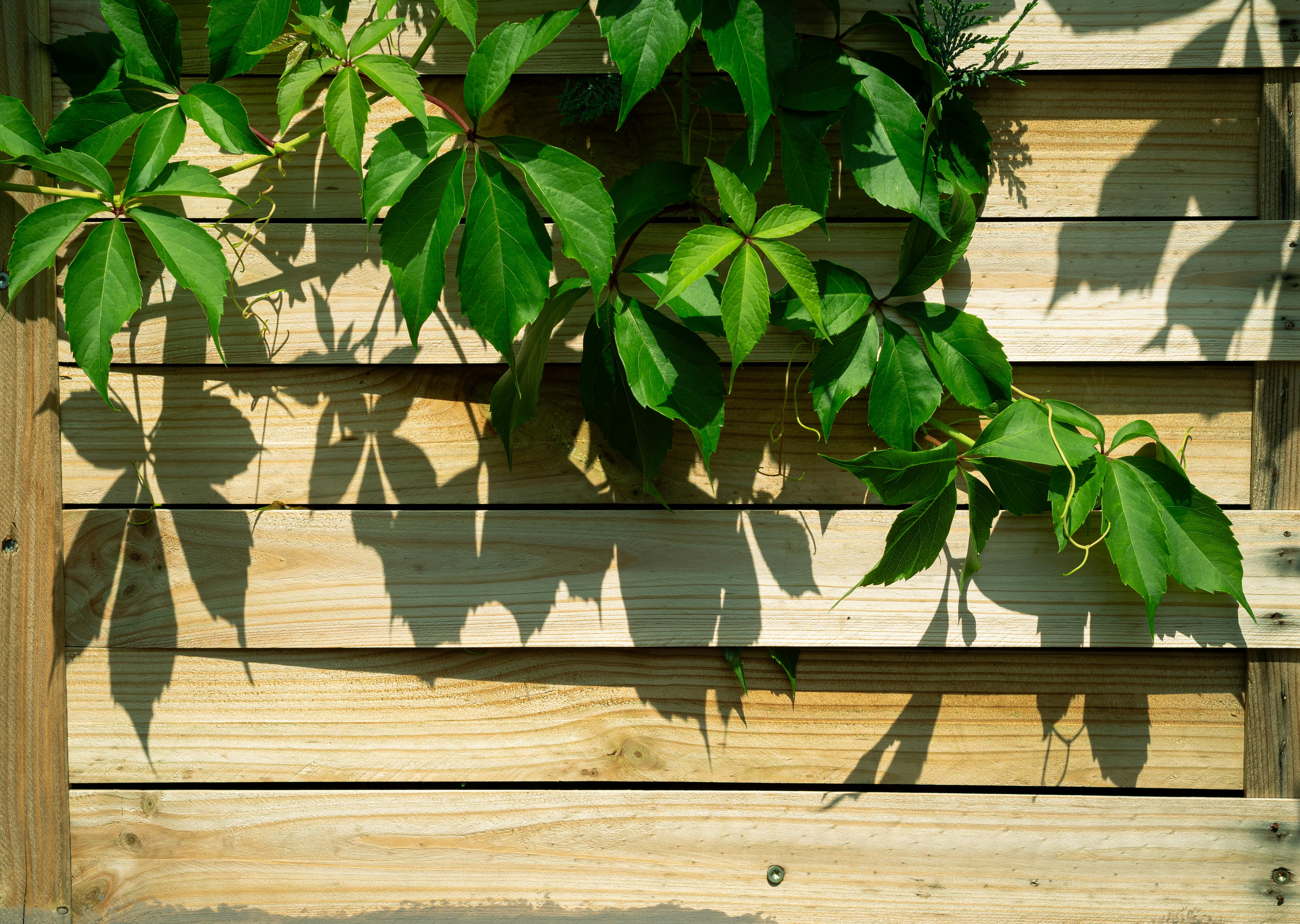 A wooden fence with green leaves on it