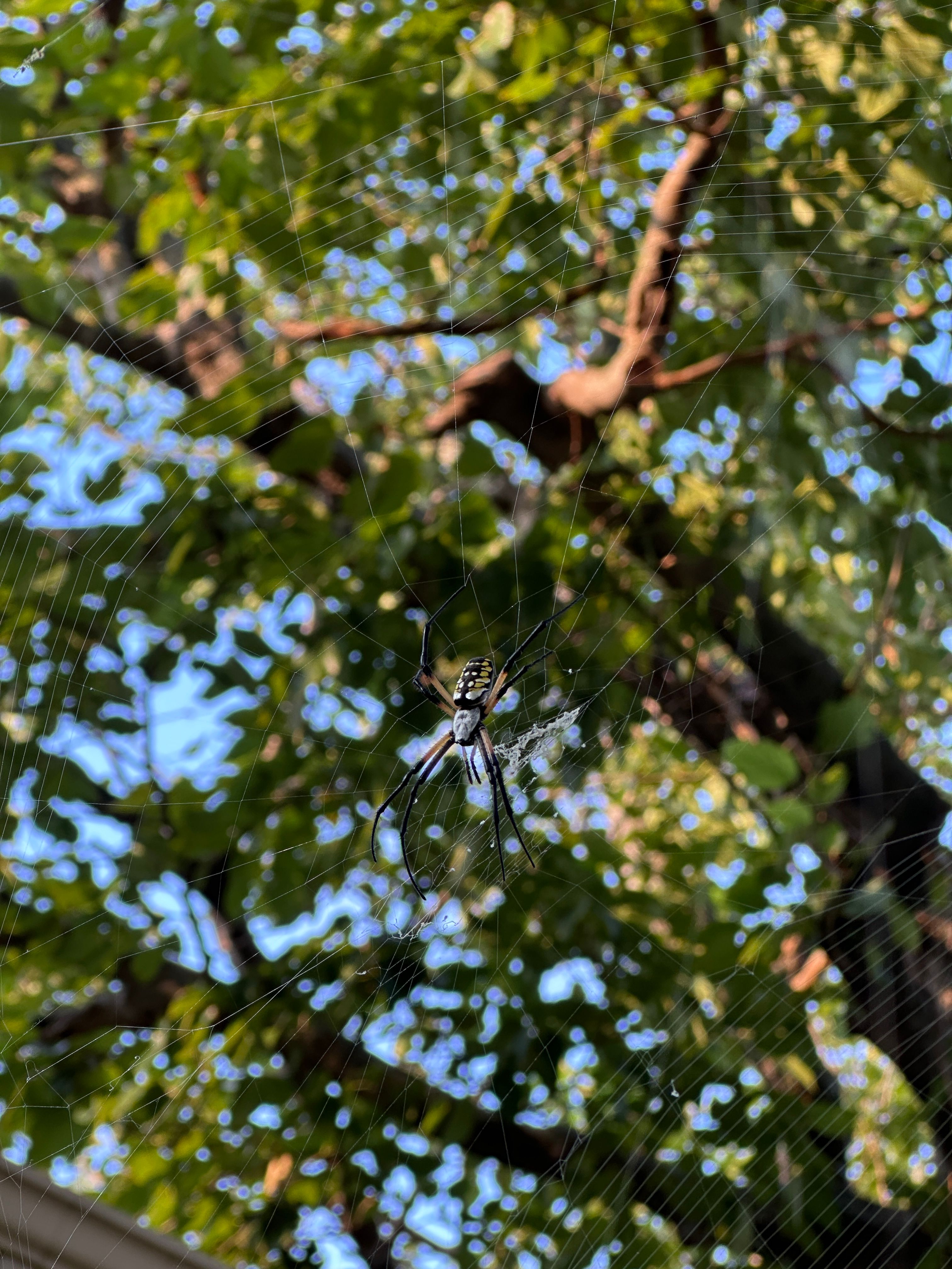 Detailed view of a spider on its web surrounded by sunlit foliage in a natural setting.