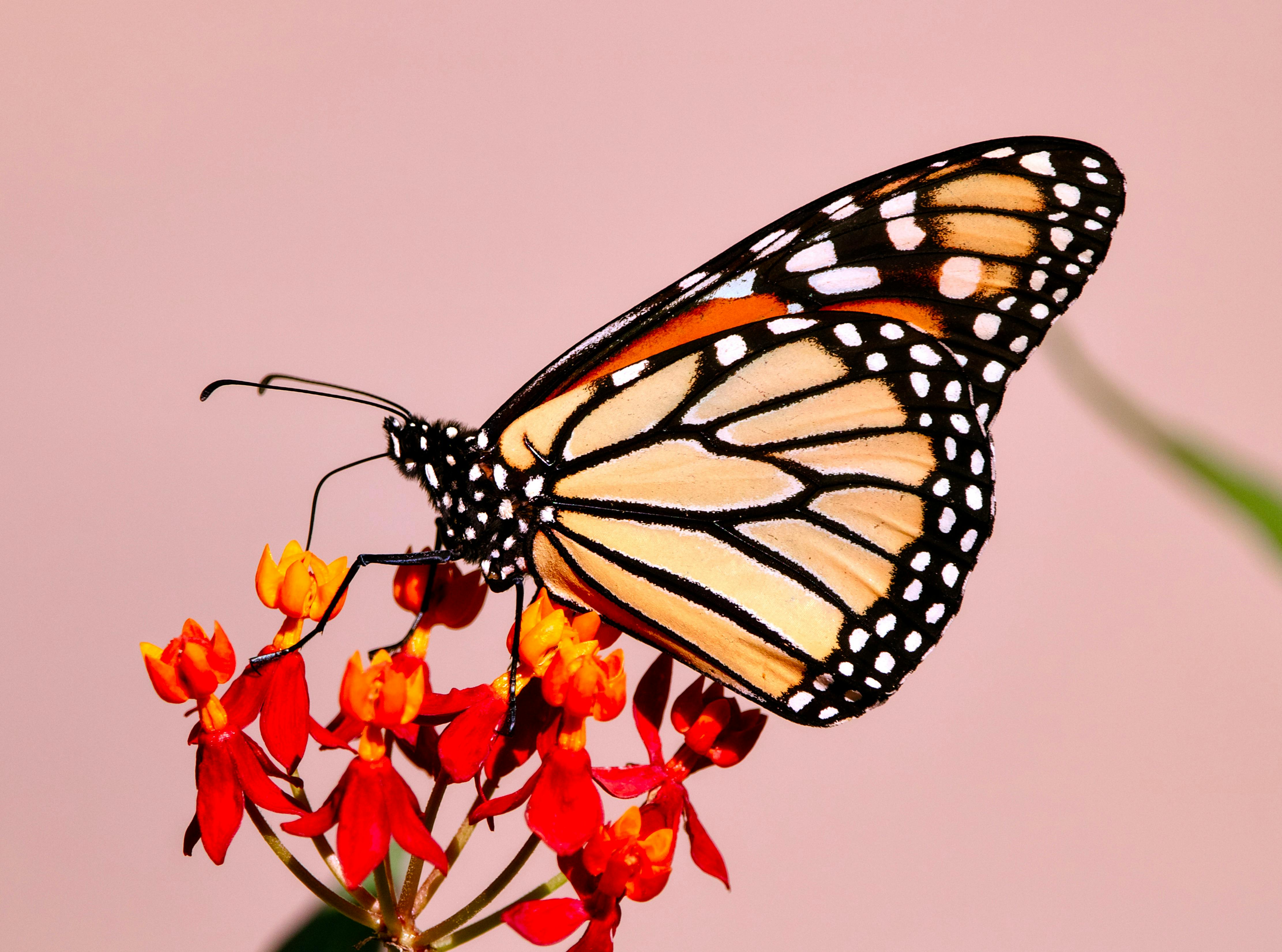 A monarch butterfly is perched on a flower