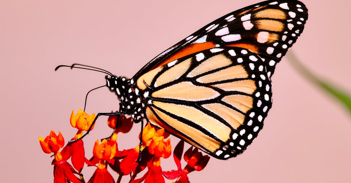 A monarch butterfly is perched on a flower