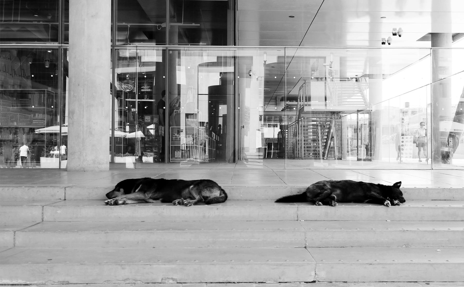 Two dogs sleeping on the steps of a building