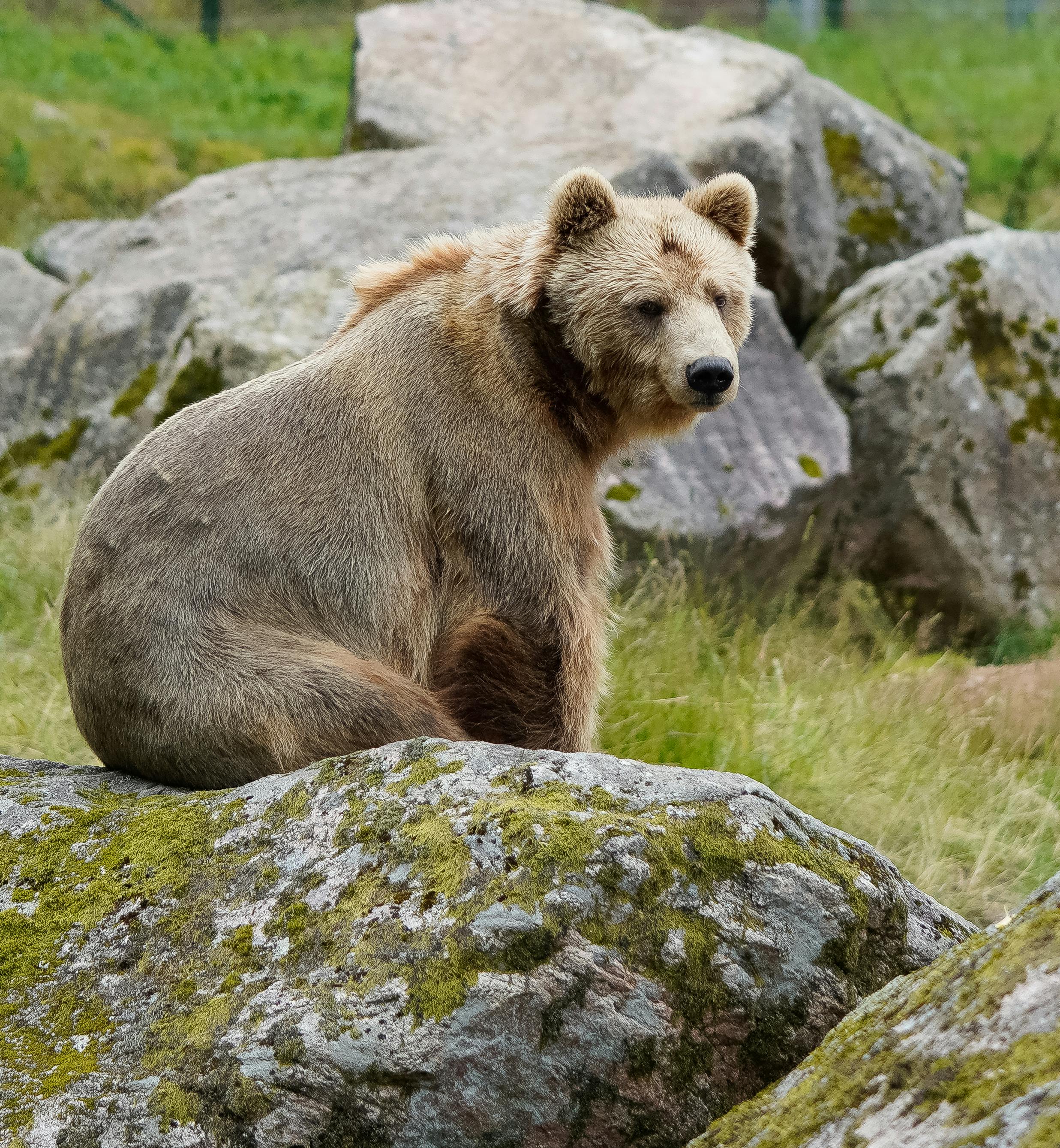 Bear Greg - Songs Of Earth And Power 01 The Infinity Concertol