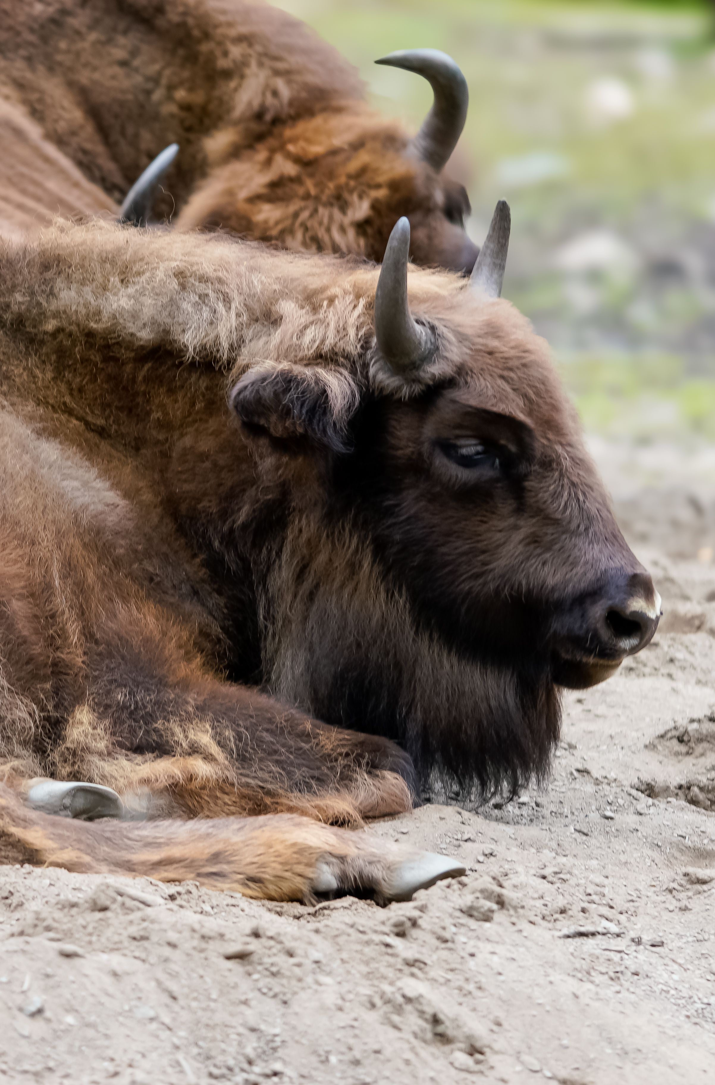A detailed image of a bison resting on the ground, showcasing its fur and horns.