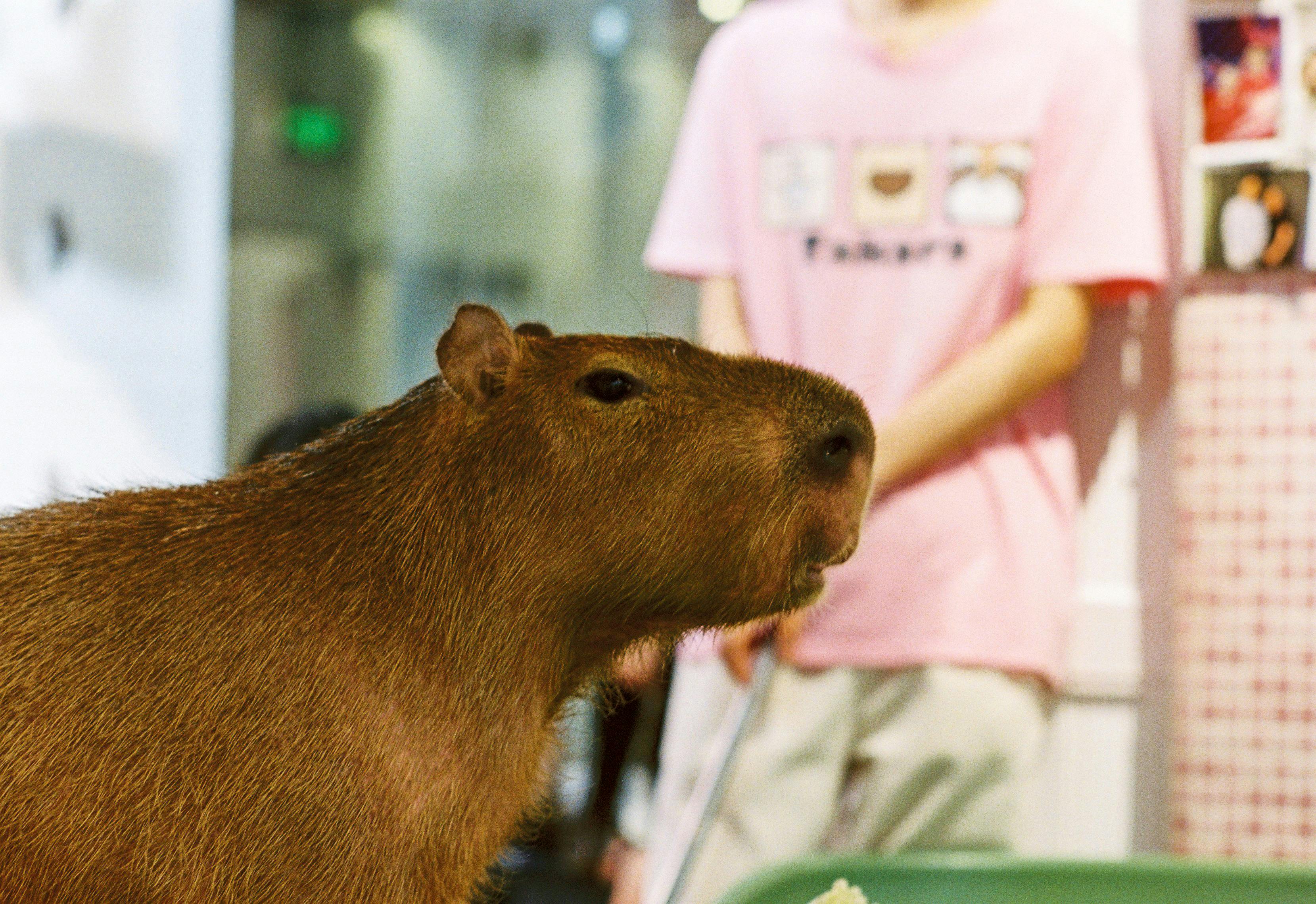 A capybara in a glass tank