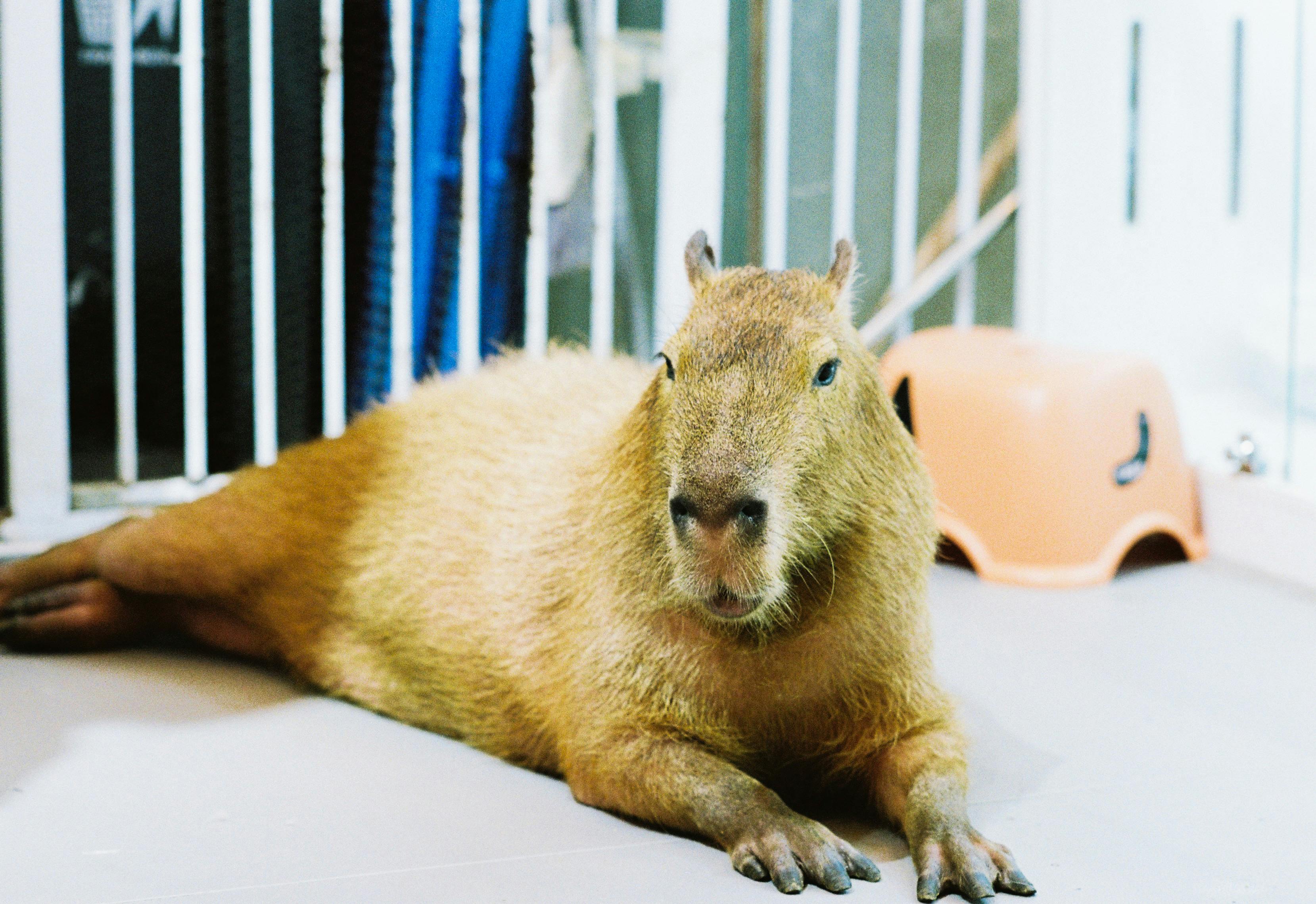 A capy is laying on the floor in a cage