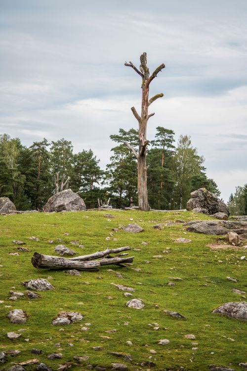Free Peaceful outdoor scene featuring a dry tree among rocks on grassy terrain. Stock Photo