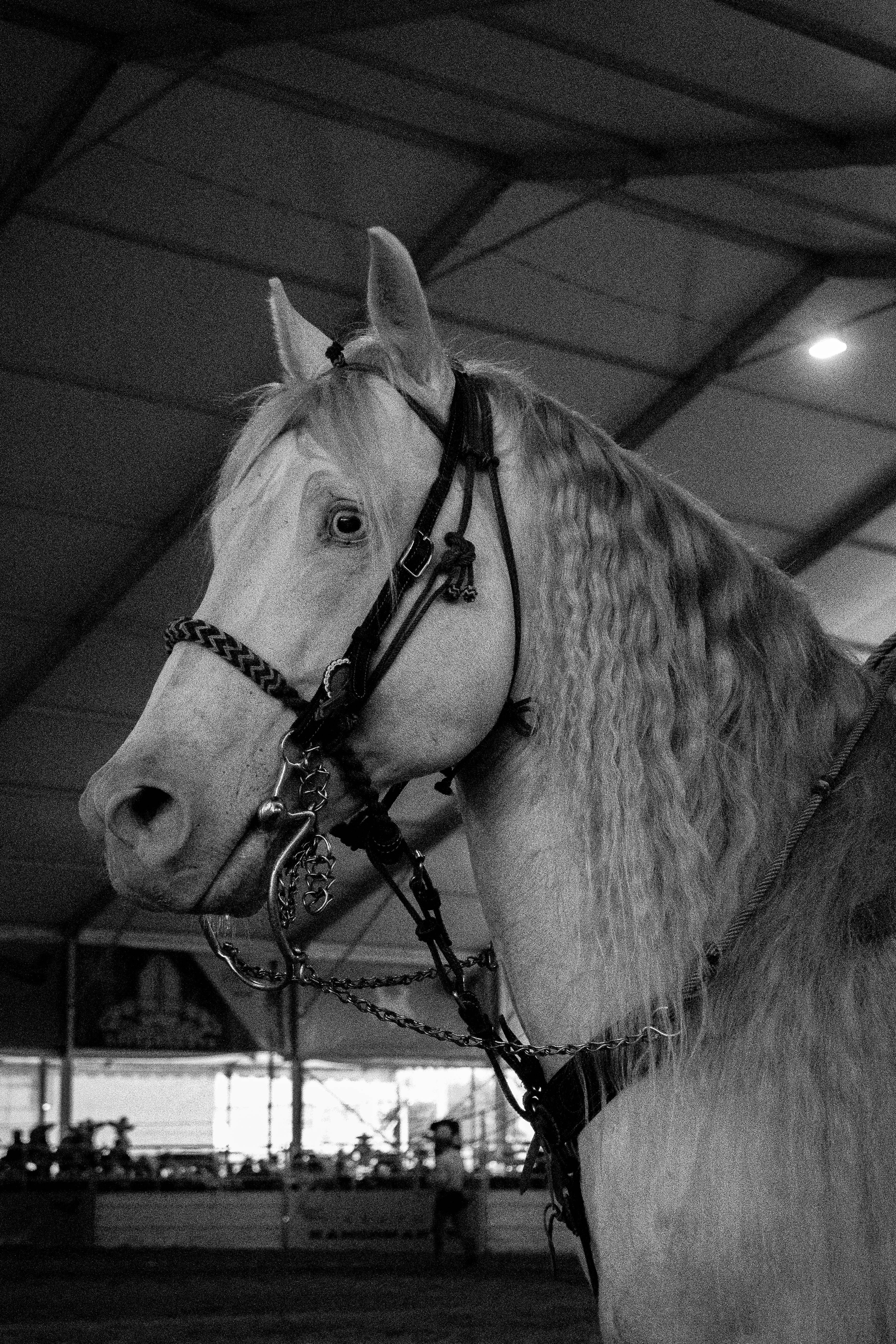 Black and white portrait of an elegant white horse in a stable setting, showcasing equestrian beauty.