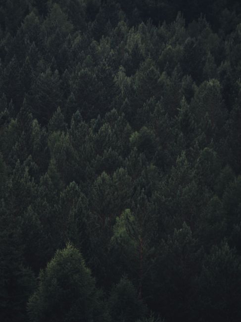 Fotomural Un exuberante bosque perenne en Irkutsk, Rusia, capturado durante el día con una atmósfera serena.